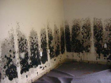 Mold and Mildew Removal Deer Park,  NY